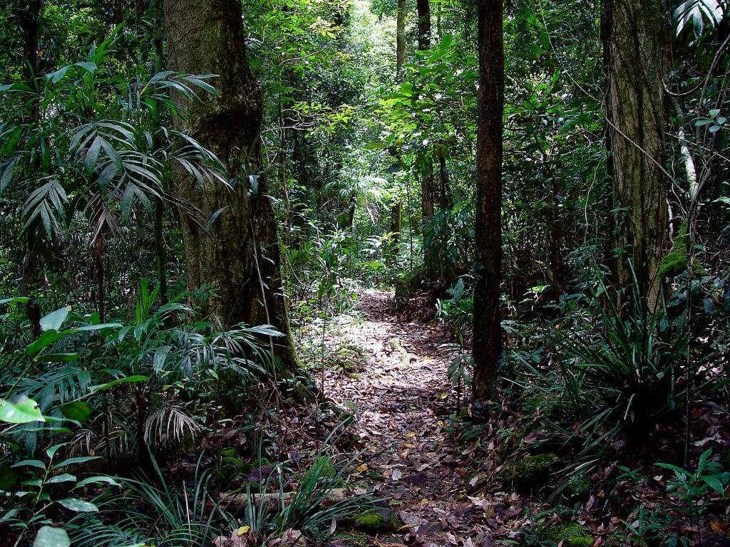Springbrook Lyrebird Retreat Villa Exterior photo